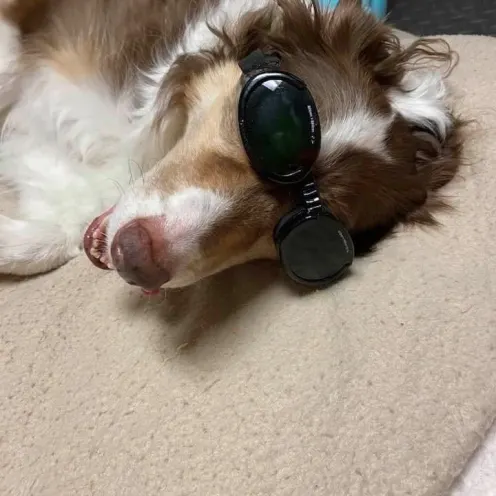 A collie brown and white dog is laying down with black goggles on to get a laser therapy done.